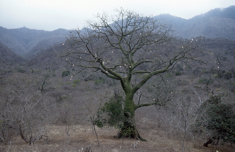 625_Kapokboom, Agua Blanca.jpg